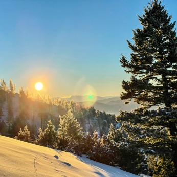 snowy trees